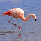 Chileflamingo (Phoenicopterus chilensis), Laguna Miscanti,Bolivien