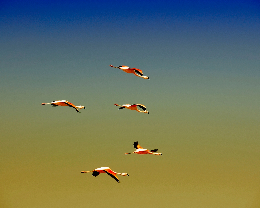 Chileflamingos über einem Salzsee