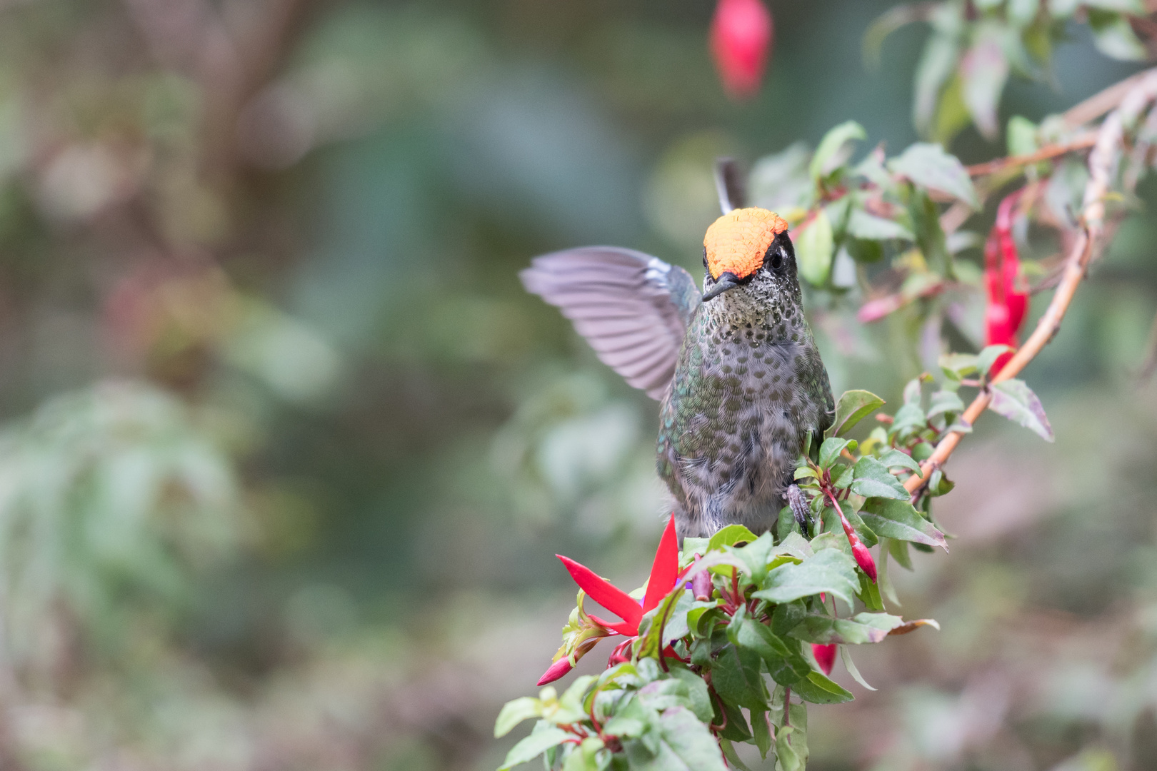 Chilekolibri (Sephanoides sephaniodes), in der Nähe von Petrohue, Chile