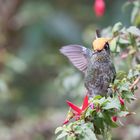 Chilekolibri (Sephanoides sephaniodes), in der Nähe von Petrohue, Chile