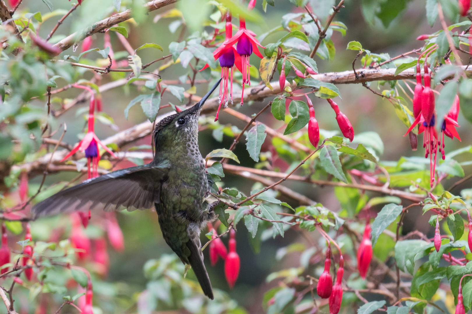 Chilekolibri (Sephanoides sephaniodes), Petrohue, Chile