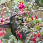 Chilekolibri (Sephanoides sephaniodes), Petrohue, Chile