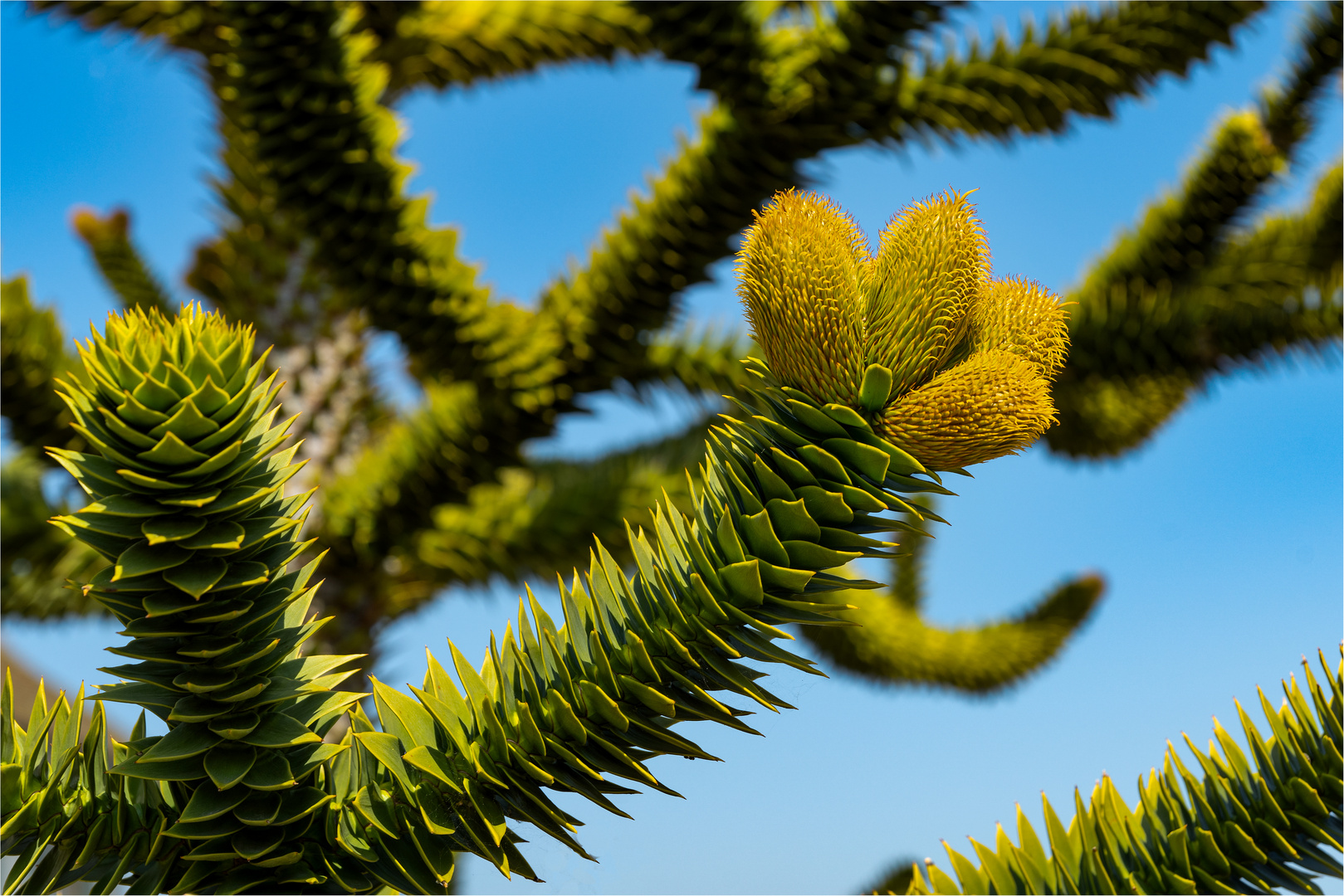 Chilenische Araukarie (Affenschwanzbaum)