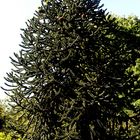 Chilenische Araukarie (Araucaria araucaria)