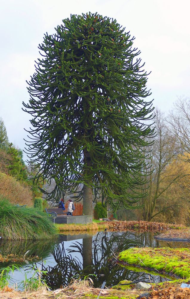 Chilenische Araukarie Foto & Bild pflanzen, pilze & flechten, bäume