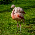 Chilenische Flamingos im Wormser Tiergarten