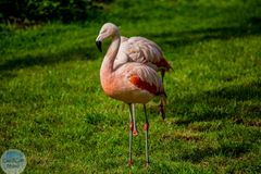 Chilenische Flamingos im Wormser Tiergarten