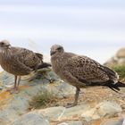 Chilenische Skuas