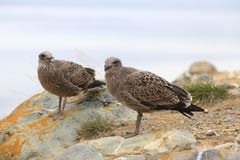 Chilenische Skuas