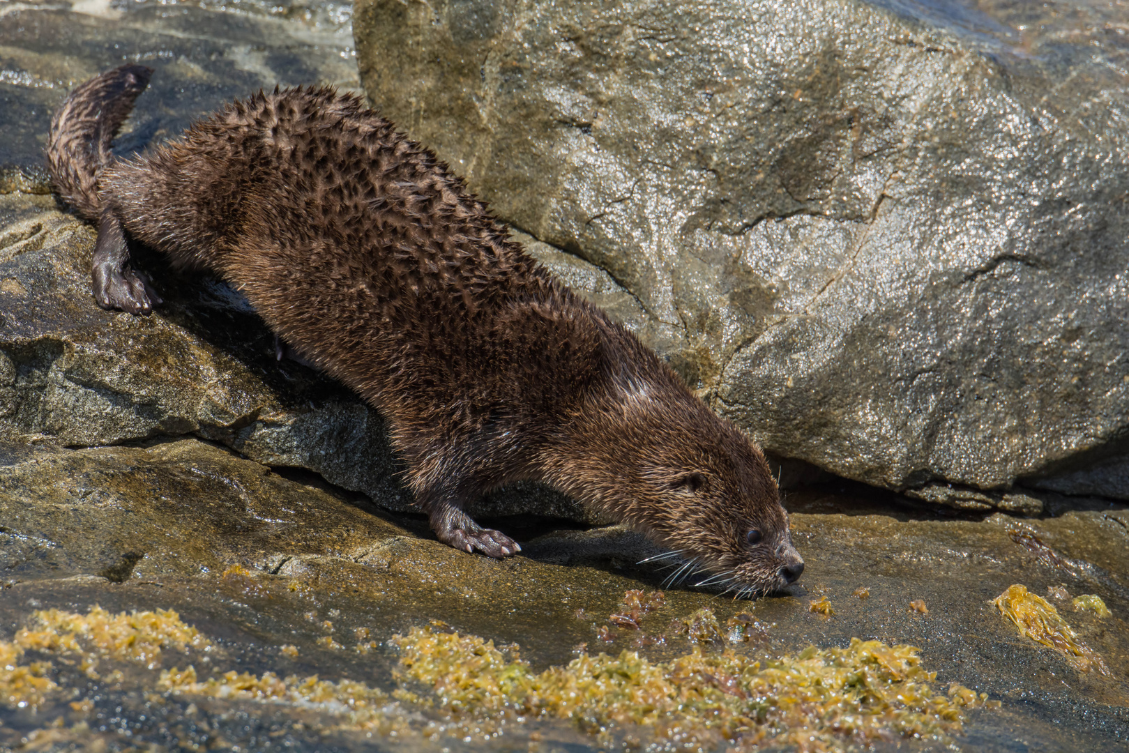 Chilenischer Fischotter (Lontra felina)3 in Parque Nacional Pan de Azúcar, Chile