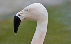 Chilenischer Flamingo