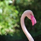 Chilenischer Flamingo