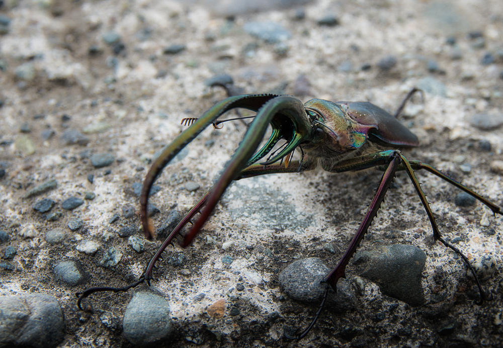 Chilenischer Hirschkäfer