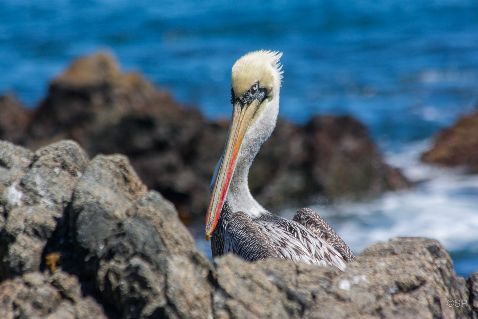 Chilepelikan (Pelecanus thagus), Quintay, Chile