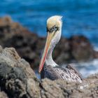 Chilepelikan (Pelecanus thagus), Quintay, Chile