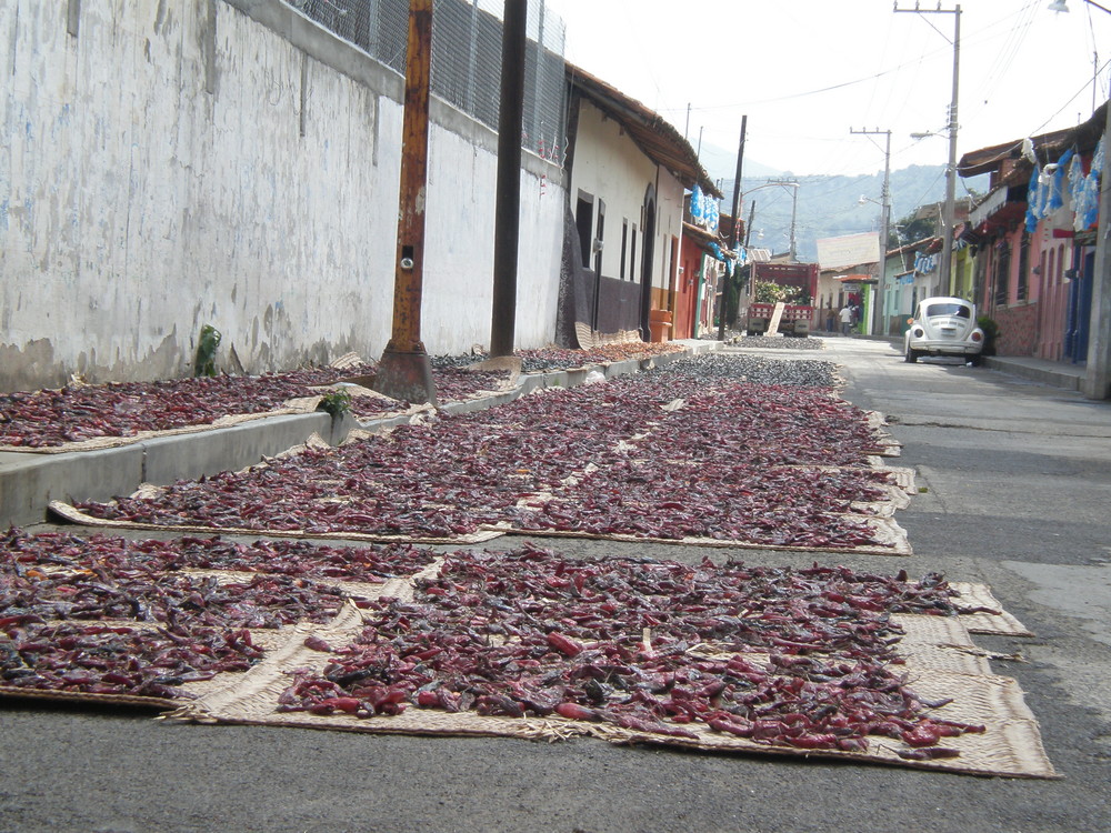 CHILES AL SOL