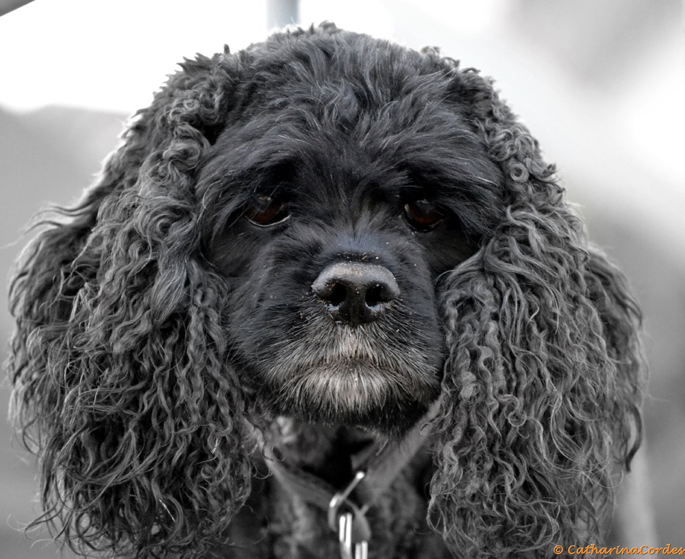 Chili - American Cocker Spaniel