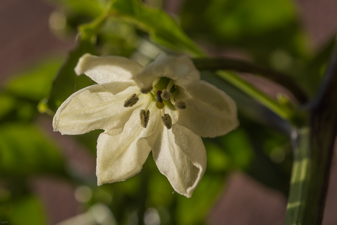 Chili-Blüte