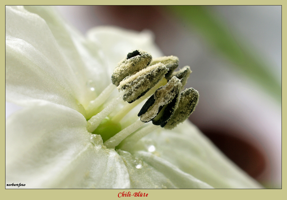 Chili-Blüte