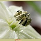 Chili-Blüte