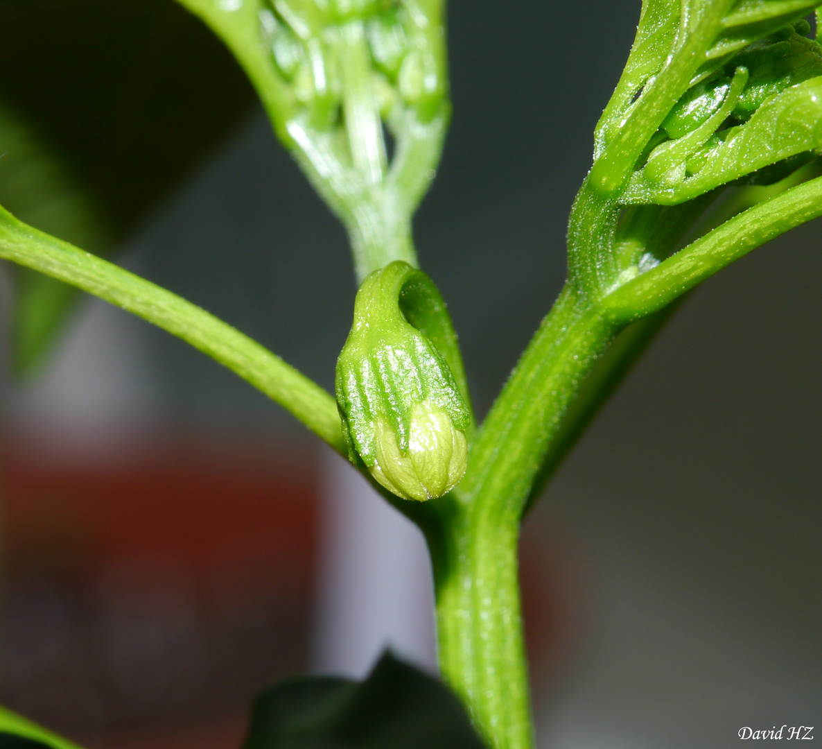 Chili Blüte