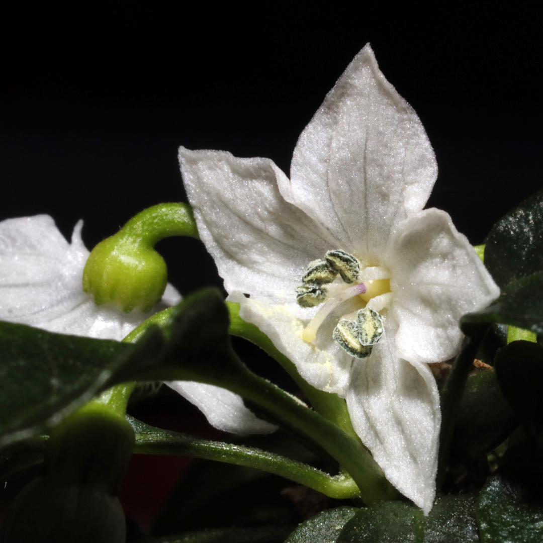 Chili-Blüte - klein und scharf