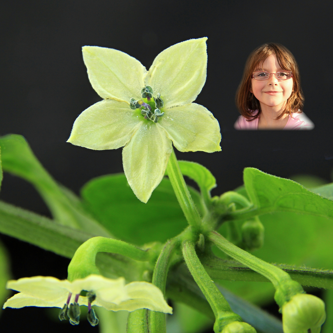 Chili Blüte mit Zugabe