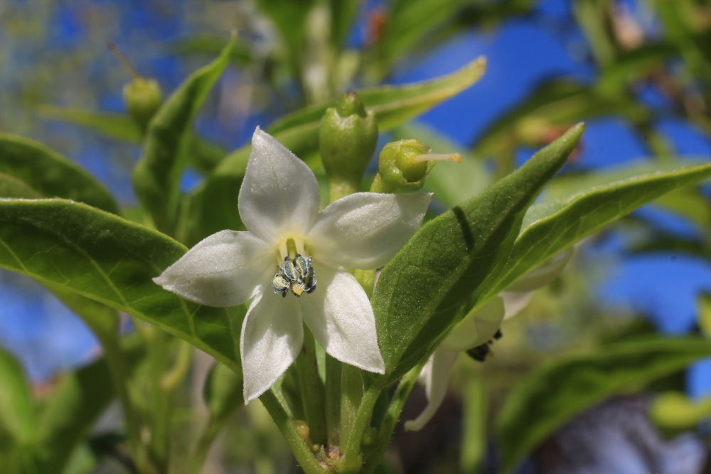 Chili Blüte und heranwachsende Schoten