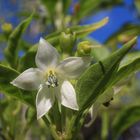 Chili Blüte und heranwachsende Schoten