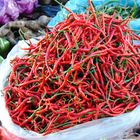 Chili Bucket, Market Berastagi, Sumatera Utera (Indonesia)