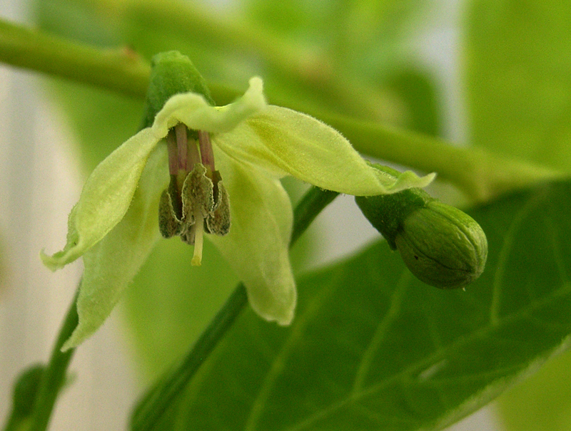 chili - capsaicin