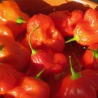 Chili - Capsicum baccatum 'Christmas Bell'