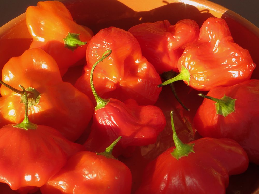 Chili - Capsicum baccatum 'Christmas Bell'