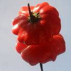 Chili - Capsicum baccatum 'Mini Bonnet'