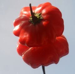 Chili - Capsicum baccatum 'Mini Bonnet'