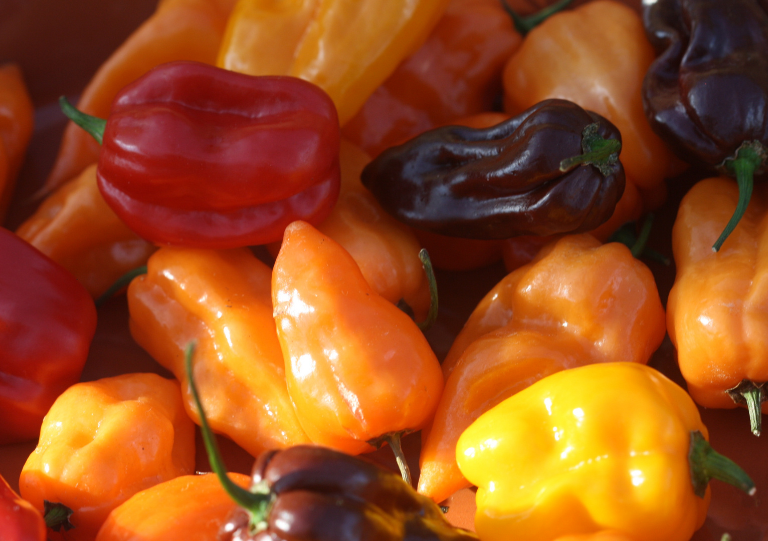 Chili - Capsicum chinense 'Habaneo Mix'