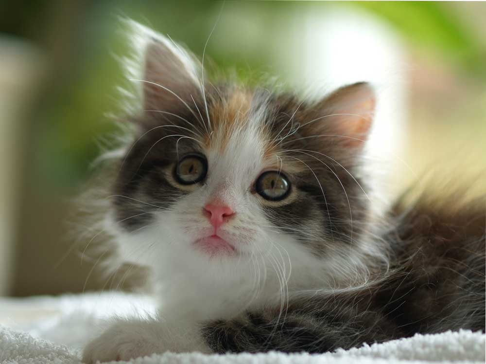 Chili, ein süßes Kätzchen... Foto & Bild tiere, haustiere, katzen
