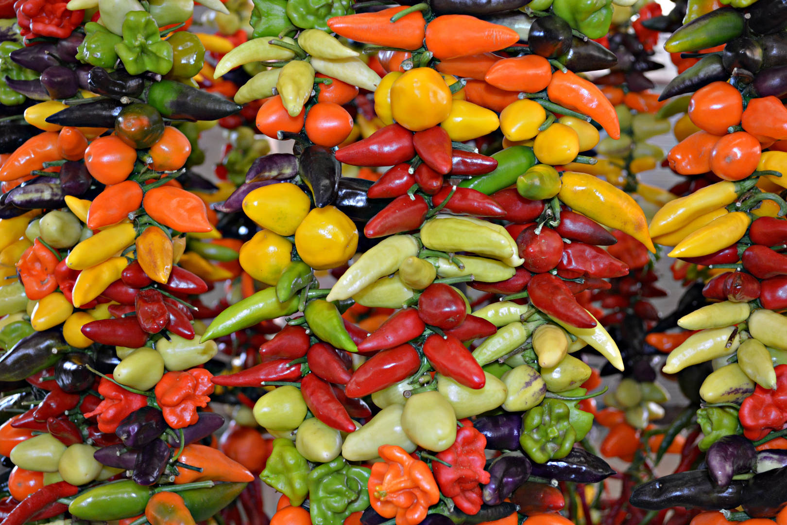 Chili, Paprika & Co Foto & Bild stillleben, chili, motive Bilder auf