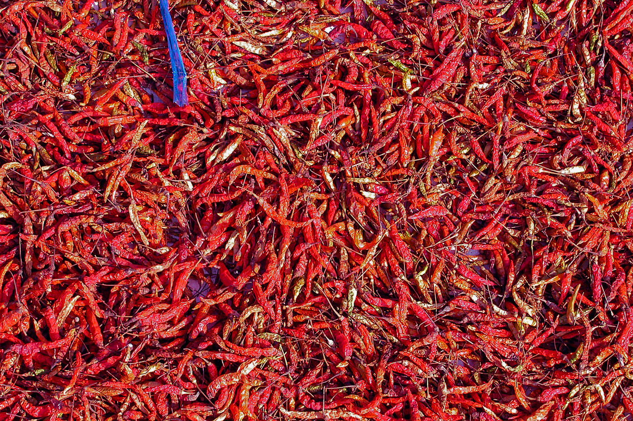 Chili peppers for drying