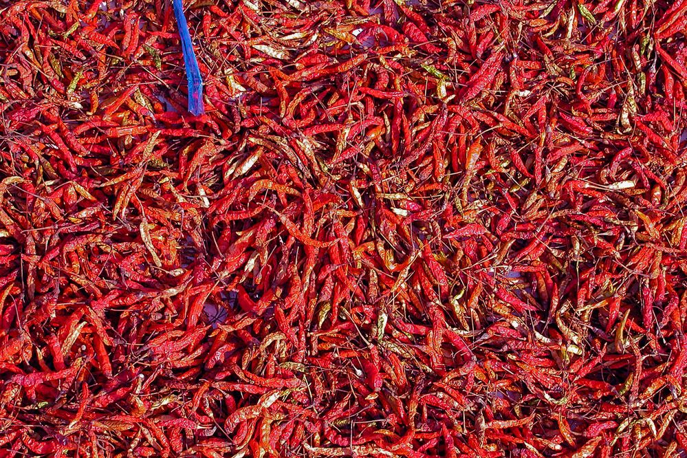 Chili peppers for drying