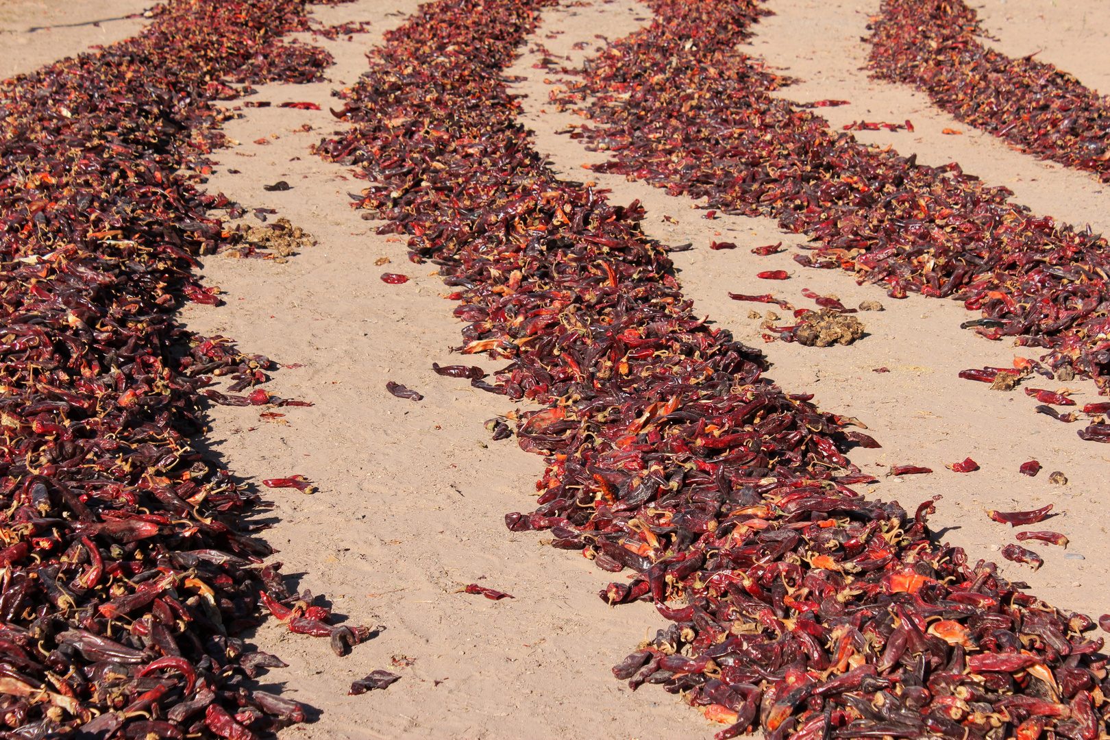 Chilies (and other)  to dry