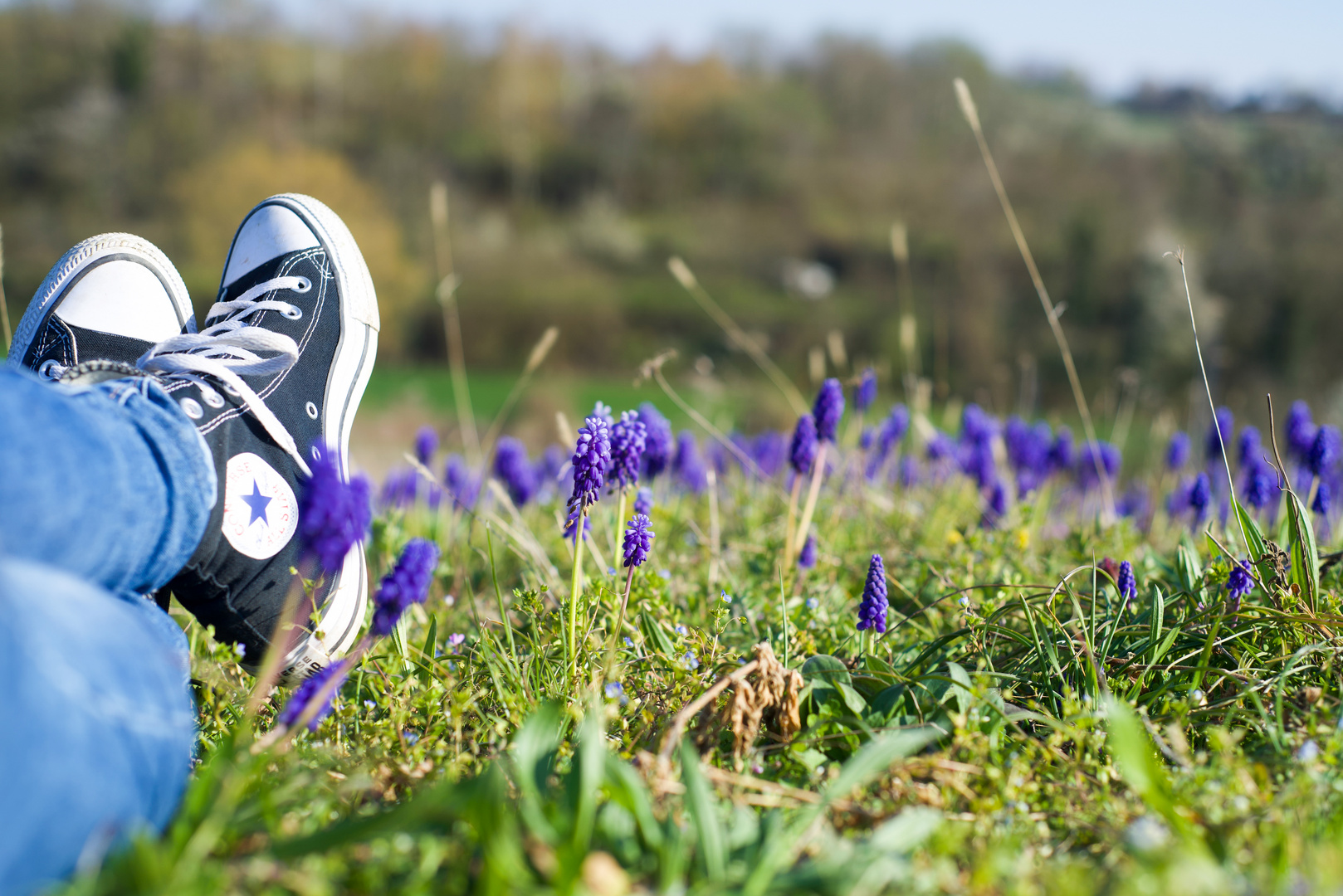 Chilig in der Hyazinthen-Wiese