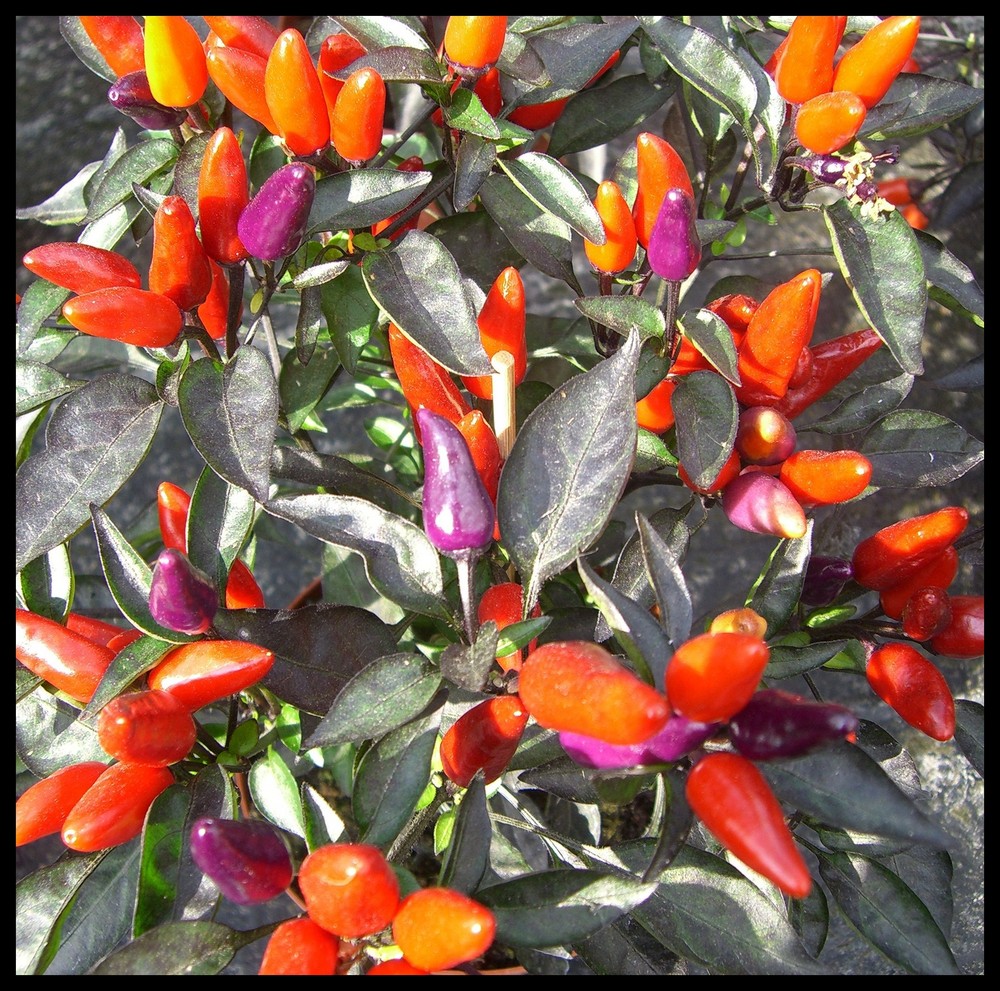 chilis Foto & Bild pflanzen, pilze & flechten, sträucher, natur