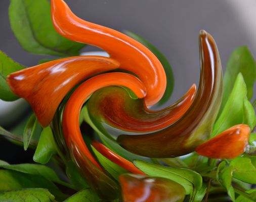 Chilischote im Strudel