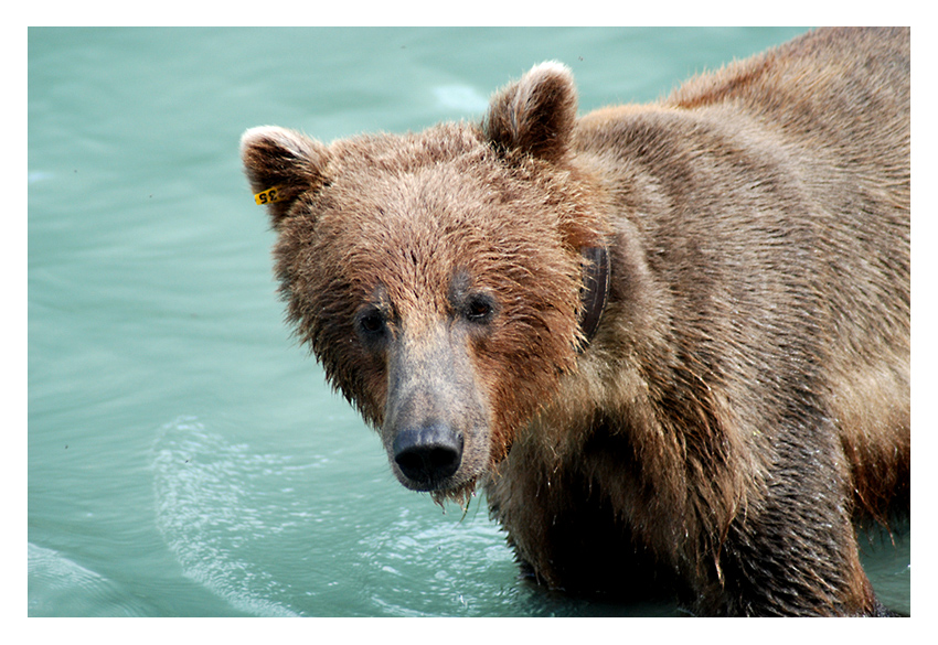 Chilkoot Lake Grizzly
