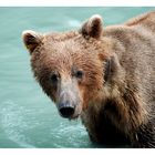 Chilkoot Lake Grizzly