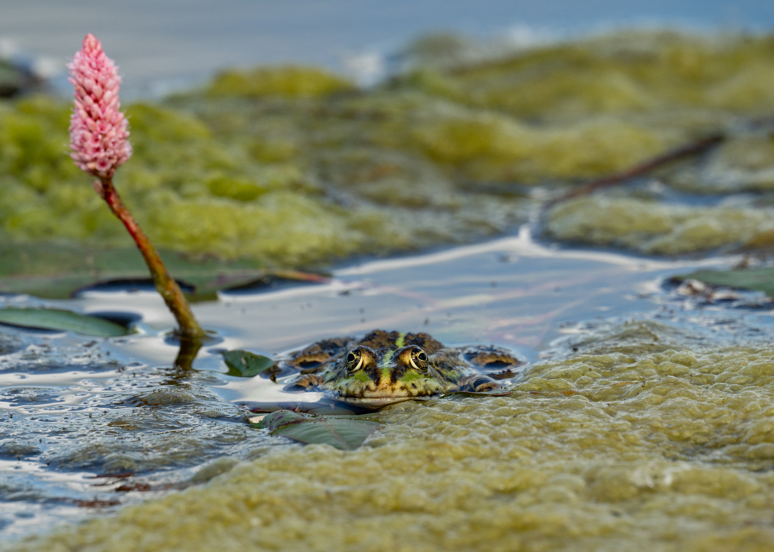 Chill der Frosch