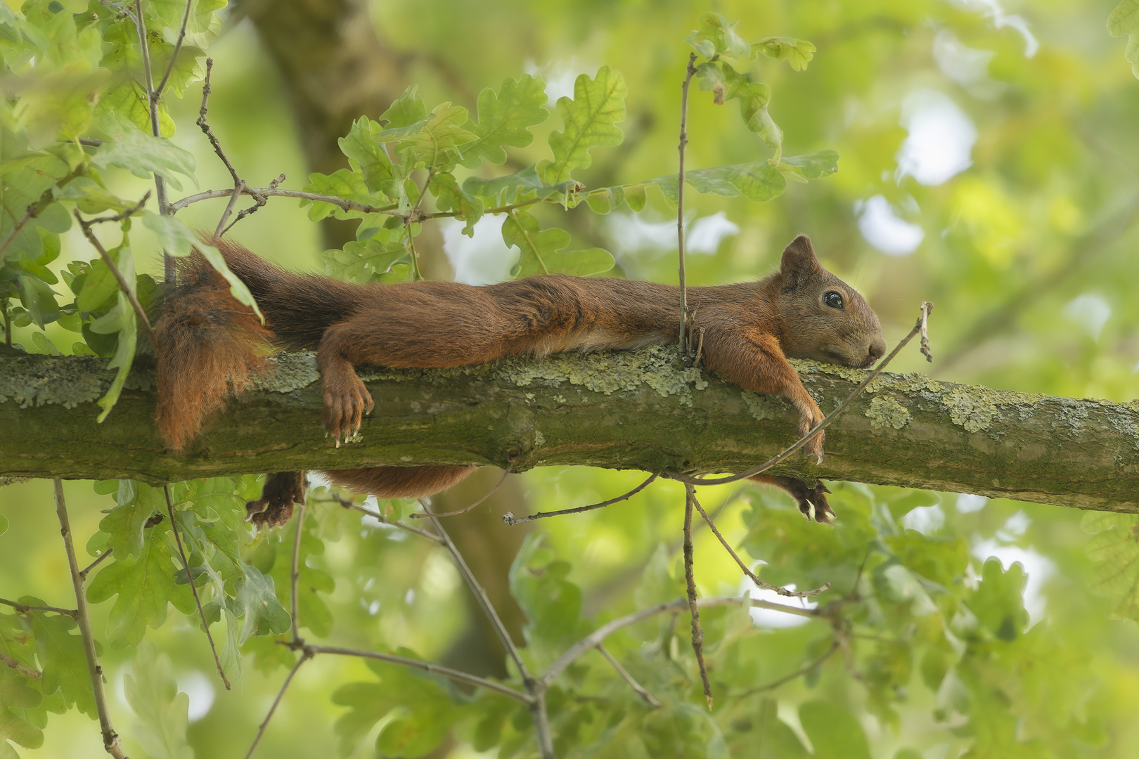 Chill-Hörnchen