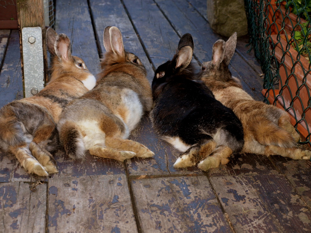 Chill-out auf der Dachterrasse