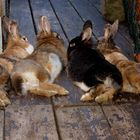 Chill-out auf der Dachterrasse